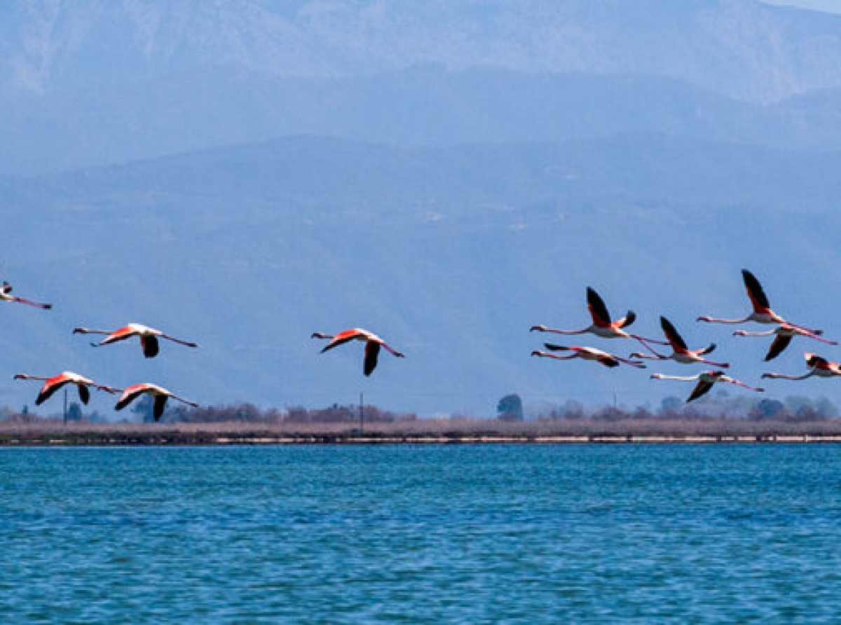 Ενιαίο μέτωπο φορέων για τη διάσωση του Αμβρακικού Κόλπου