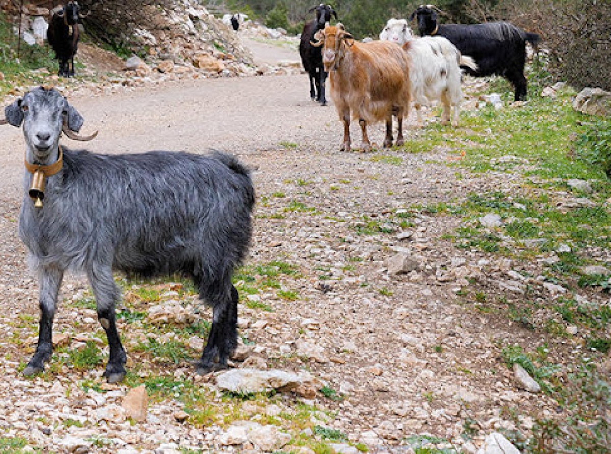 Ήχοι βουνού,σε βουνά της Αιτ/νιας τα γίδια και τα κυπροκούδουνα της Ελλάδας(video)