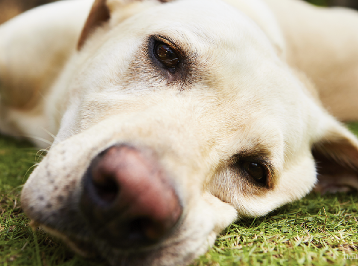 Η δηλητηρίαση ζώων στο Λουτρό Αμφιλοχίας δεν είναι ένα μεμονωμένο γεγονός – Είναι καθρέφτης της κοινωνίας μας