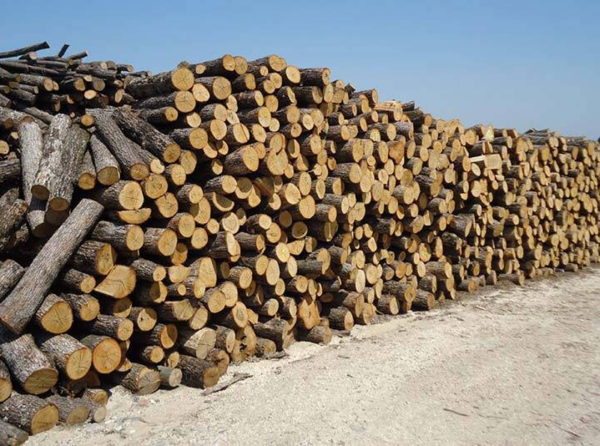 Σε πλειοδοτική δημοπρασία κατασχεθέντα καυσόξυλα από παράνομη υλοτομία στη Φτελιά Ανοιξιατίκου