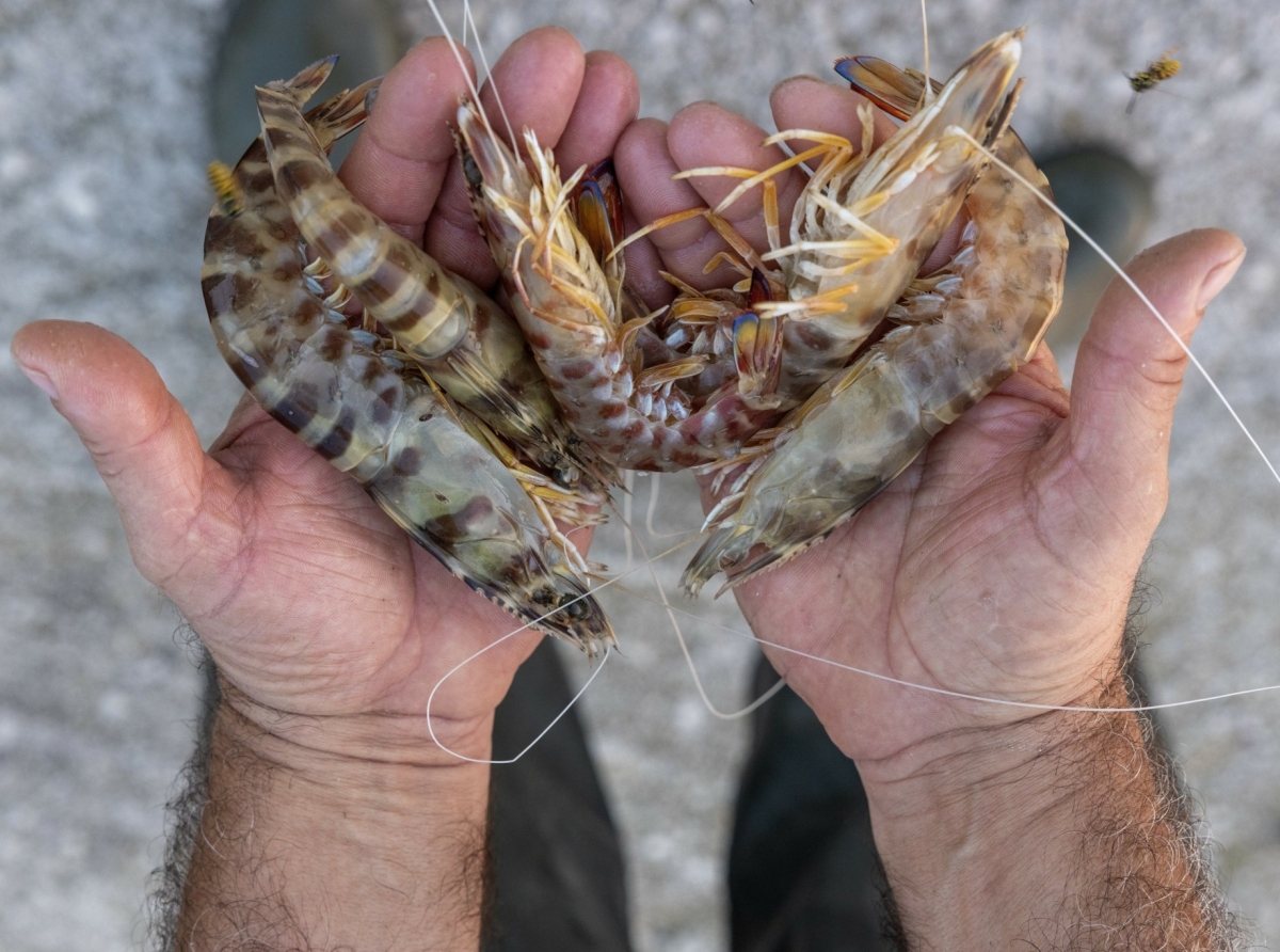 Σαρδέλα και γάμπαρη: Από τα νερά του Αμβρακικού στο τραπέζι της Ε.Ε. για αναγνώριση ΠΟΠ