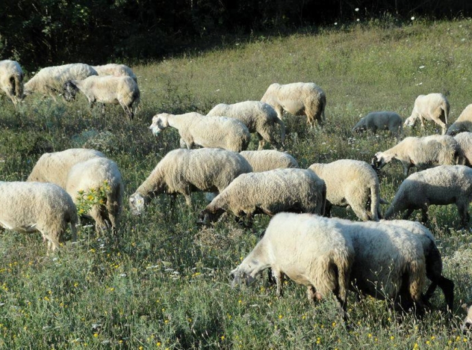Αιτωλοακαρνανία: Δεν αποτυπώνεται προς ώρας διασπορά ευλογιάς των αιγοπροβάτων