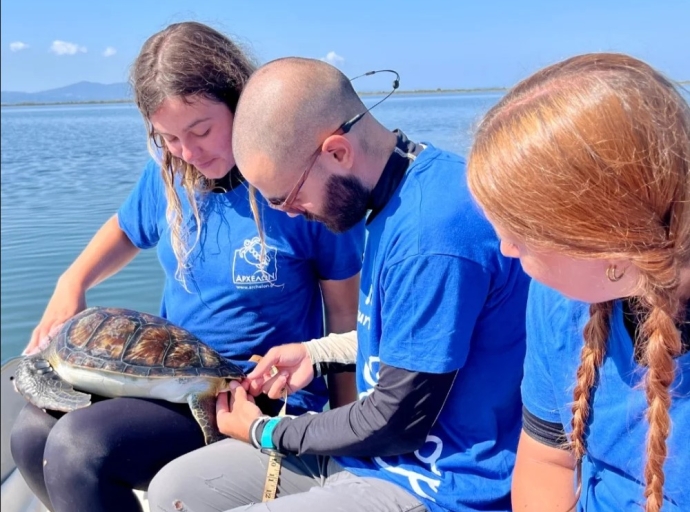 Σπάνια εμφάνιση: Η πράσινη χελώνα που «κατέκτησε» τον Αμβρακικό Κόλπο