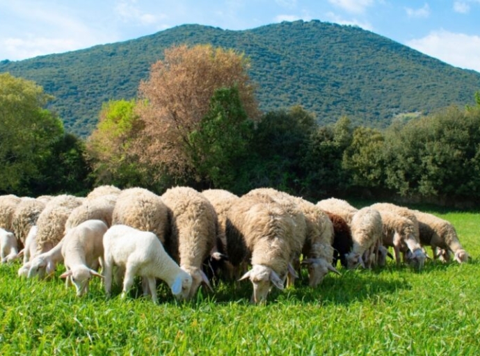 Ανοιχτό το θέμα του lockdown για τα αιγοπρόβατα λόγω της ευλογιάς – Σύσκεψη τη Δευτέρα