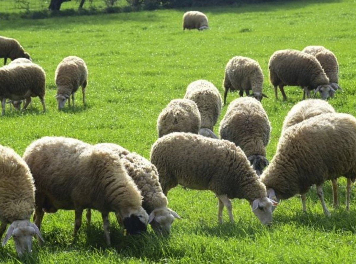 Αφανίζεται η κτηνοτροφία στην παραευήνια περιοχή / Σχεδόν 2.000 ζώα θανατώθηκαν