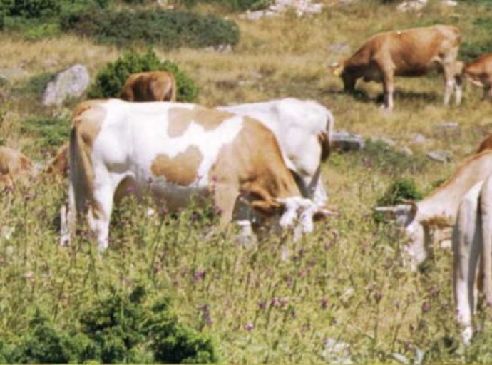 Ενημέρωση για τα ανεπιτήρητα παραγωγικά ζώα στην ανατολική πλευρά της Αμφιλοχίας