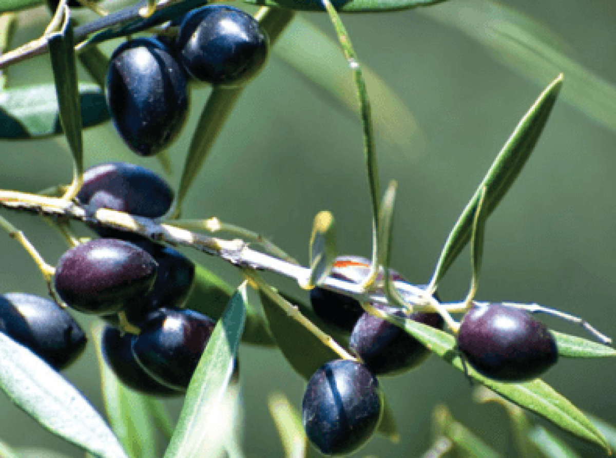 Eλιά «Καλαμών»: Οι παραγωγοί της Δυτικής Ελλάδας να είναι σε εγρήγορση λόγω της αυξημένης υγρασίας, λέει η ΔΟΕΠΕΛ