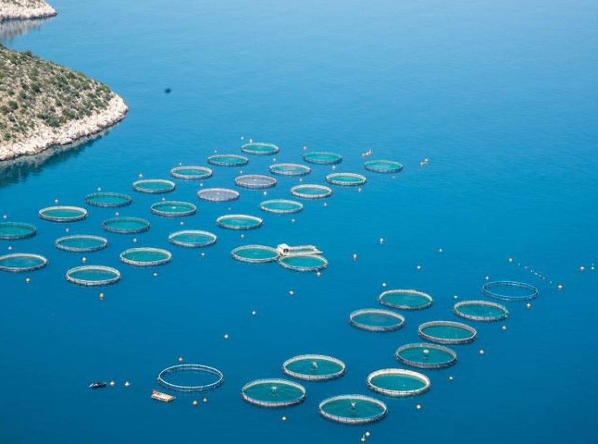 Αμβρακικός 2025 – 41 φορείς ενώνουν δυνάμεις κατά της επέκτασης των ιχθυοκαλλιεργειών