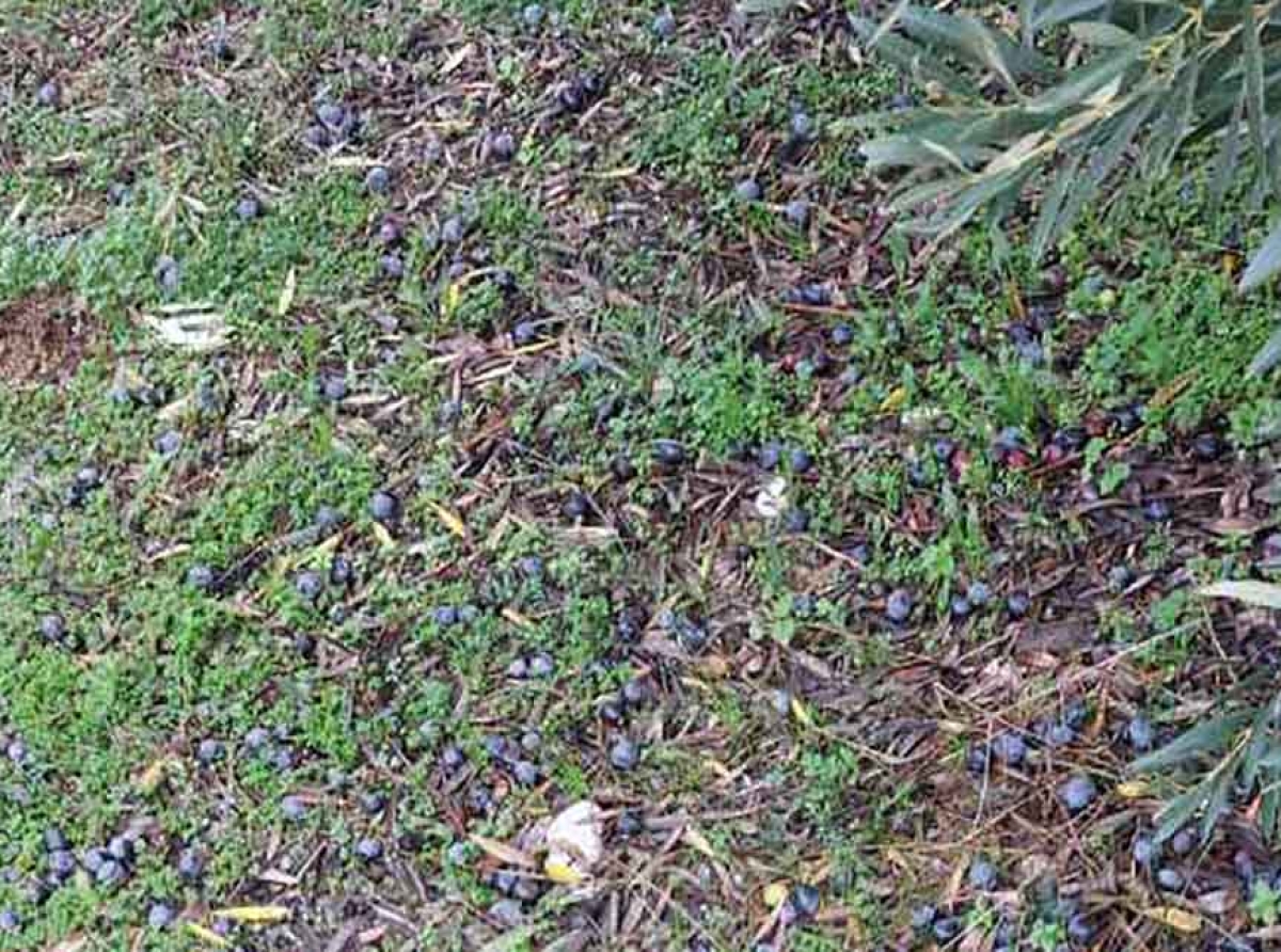 Απεγνωσμένοι ελαιοπαραγωγοί σε Φλωριάδα και Μενίδι Αμφιλοχίας – Καταστράφηκε έως 70% της παραγωγής