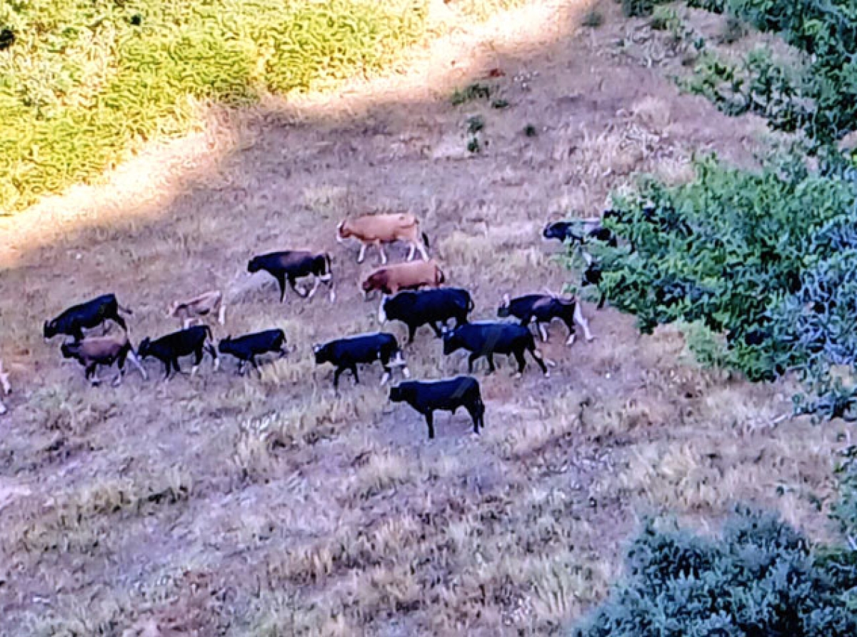 Ανεξέλεγκτη βόσκηση στον ορεινό Βάλτο: Καλλιέργειες στο έλεος ανεπιτήρητων βοοειδών – Αγανάκτηση κατοίκων