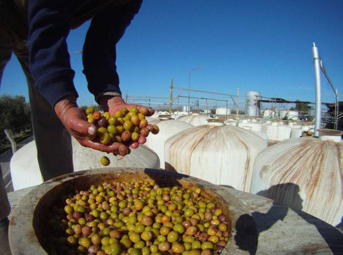 Αιτωλοακαρνανία: Ντόμινο ανατιμήσεων και αβεβαιότητας σε παραγωγικούς κλάδους λόγω πολέμου