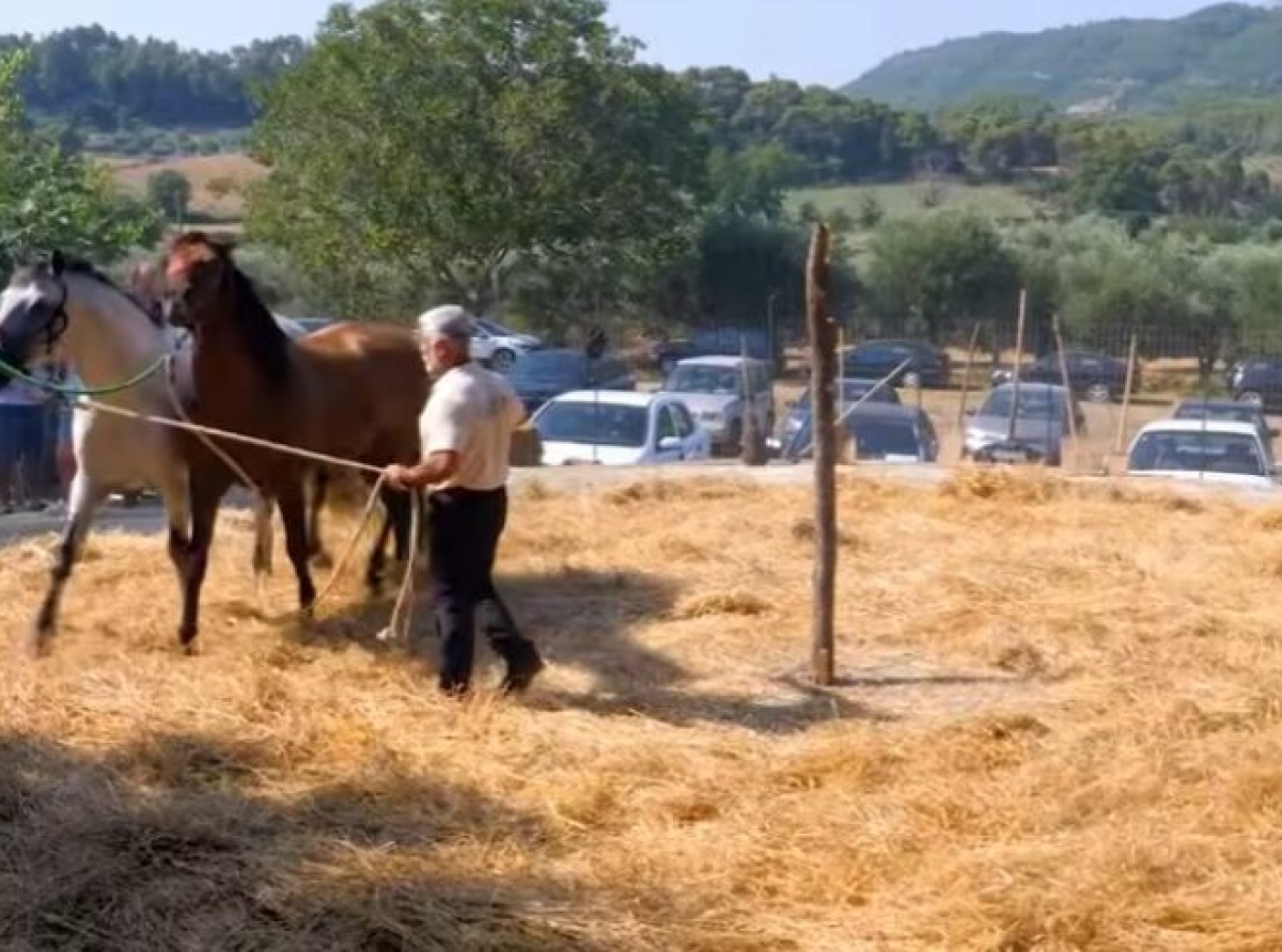 Στο Τρίκορφο Ναυπακτίας το αλώνισμα με άλογα ζωντάνεψε ζανά (βιντεο) 